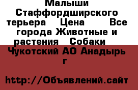 Малыши Стаффордширского терьера  › Цена ­ 1 - Все города Животные и растения » Собаки   . Чукотский АО,Анадырь г.
